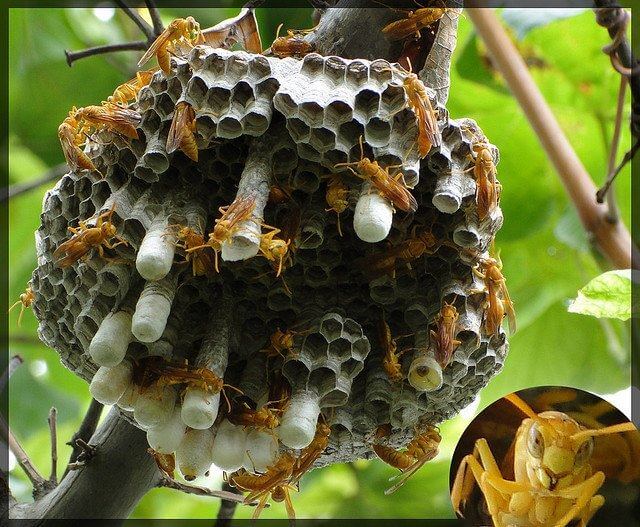 Arılar kovanını nasıl yapar