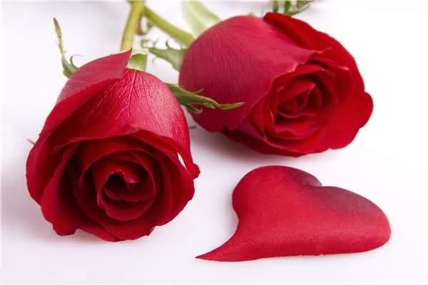 Aşk gülleri güzel aşk gülleri