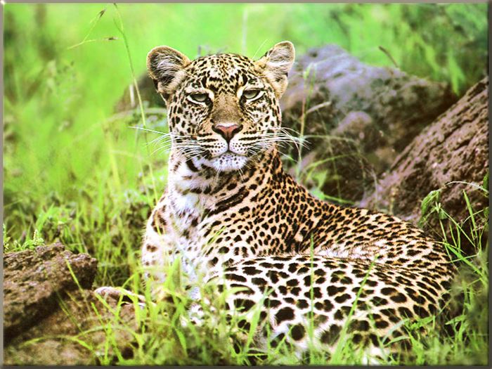 Hangisi Leopar Hangisi Jaguar