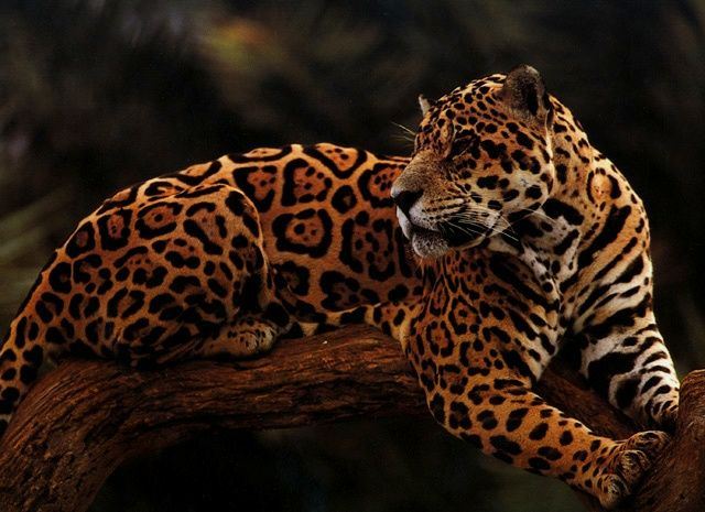 Hangisi Leopar Hangisi Jaguar