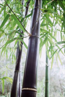 Bambu ağacı hakkında bilgi ve resim