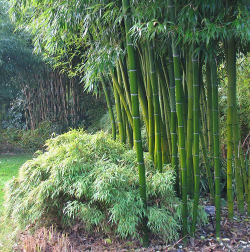 Bambu ağacı hakkında bilgi ve resim