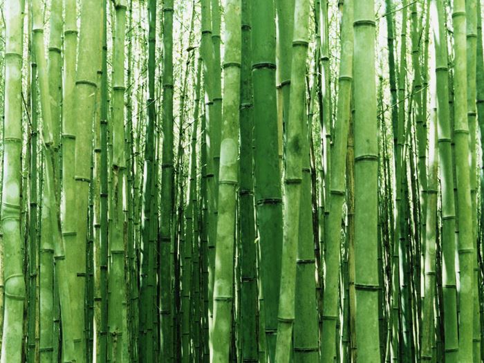 Bambu ağaçları